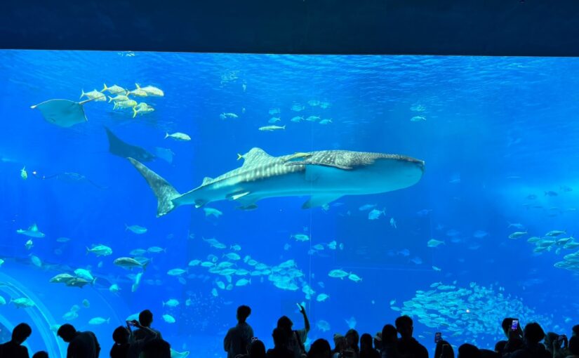 [沖繩系列] 沖繩美麗海水族館造訪心得